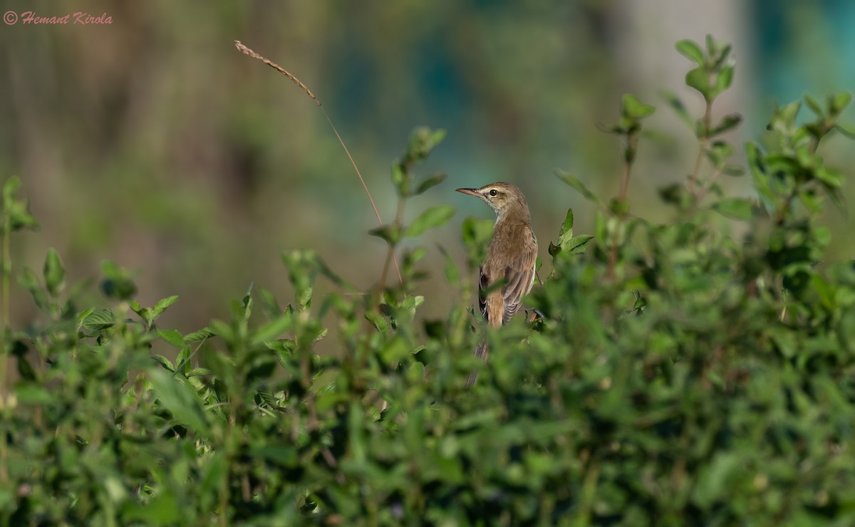 Oriental Reed Warbler - ML564778941