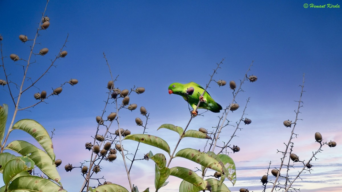 Vernal Hanging-Parrot - ML564780201