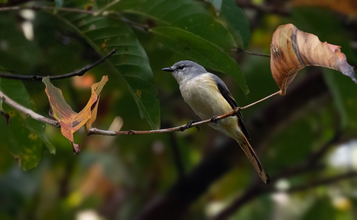 Zwergmennigvogel - ML564780231