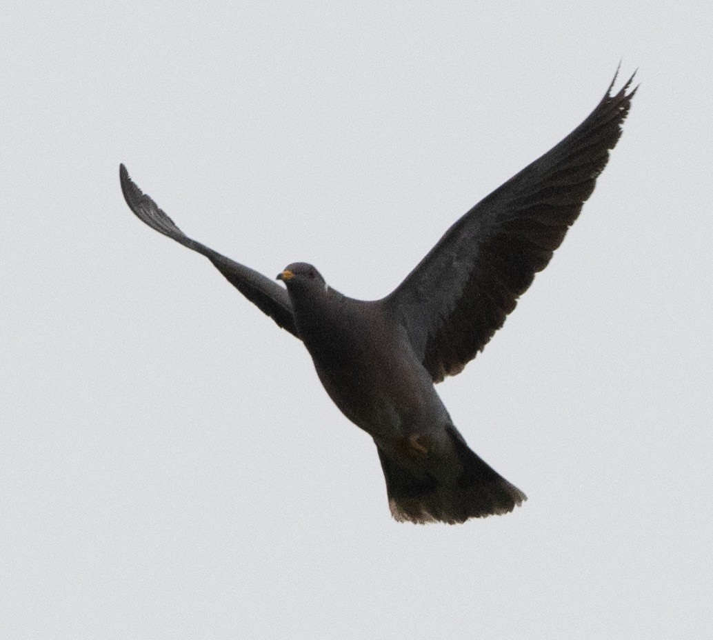 Band-tailed Pigeon - Joe Kaplan