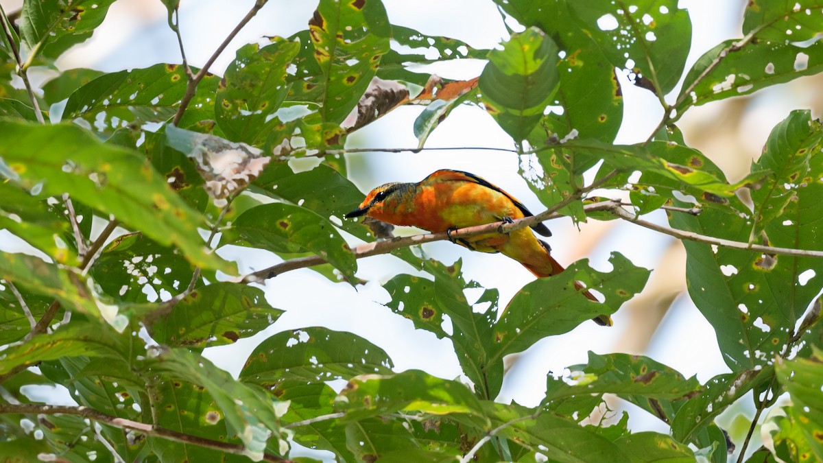 Scarlet Minivet - Hemant Kirola