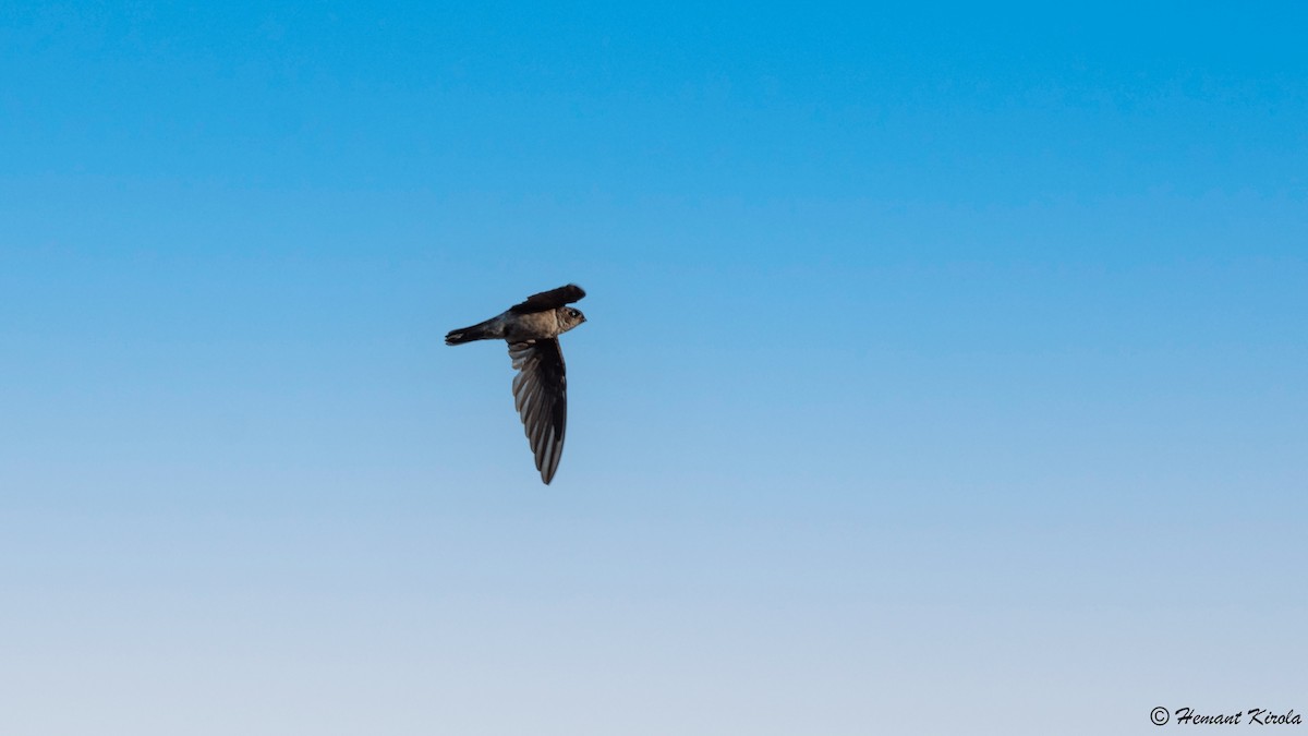 White-nest Swiftlet - Hemant Kirola