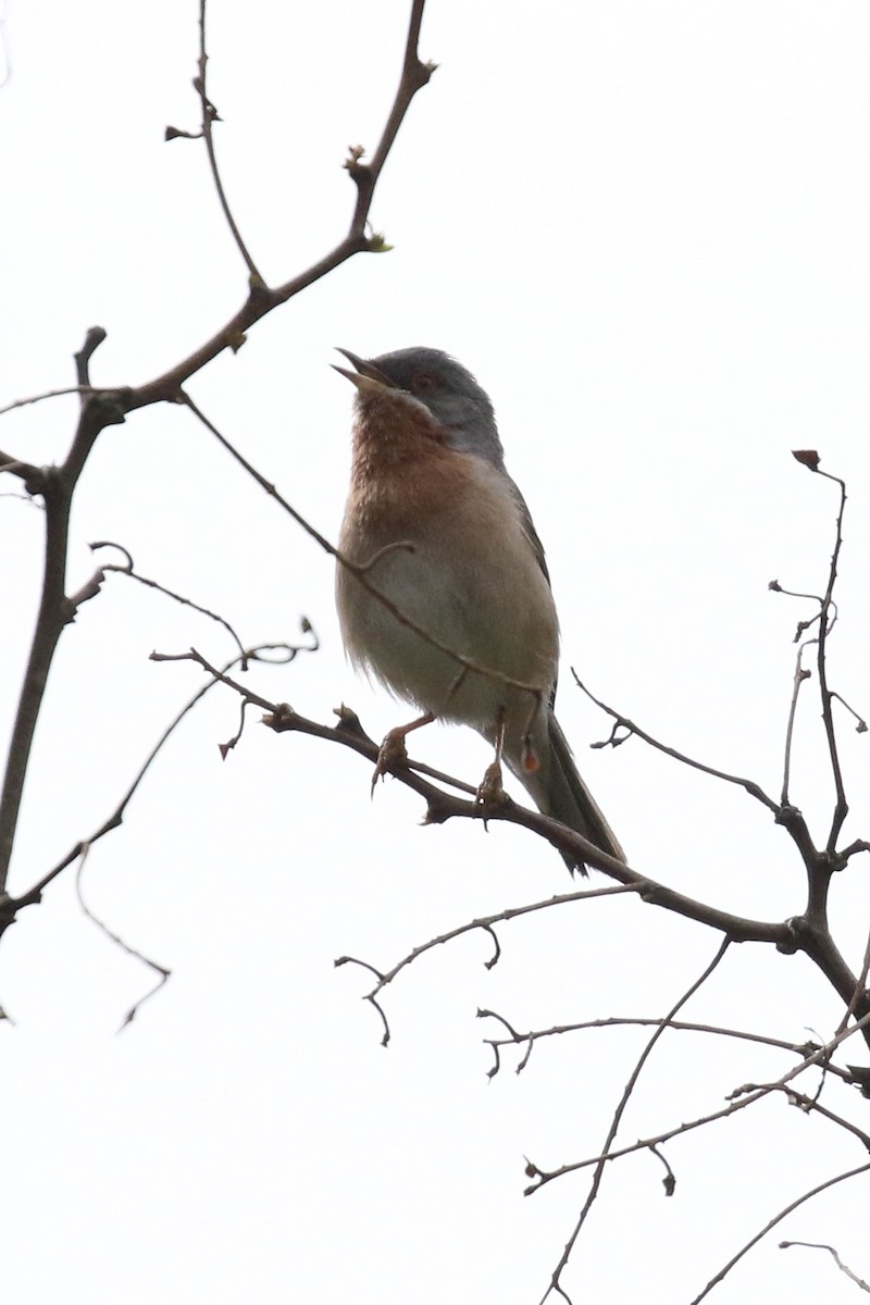 Eastern Subalpine Warbler - ML564786271
