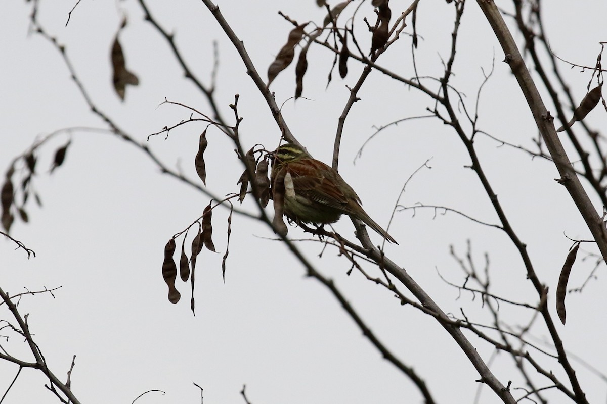 Cirl Bunting - ML564786291