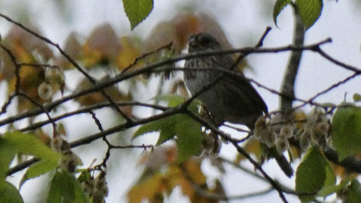 Lincoln's Sparrow - ML564786361