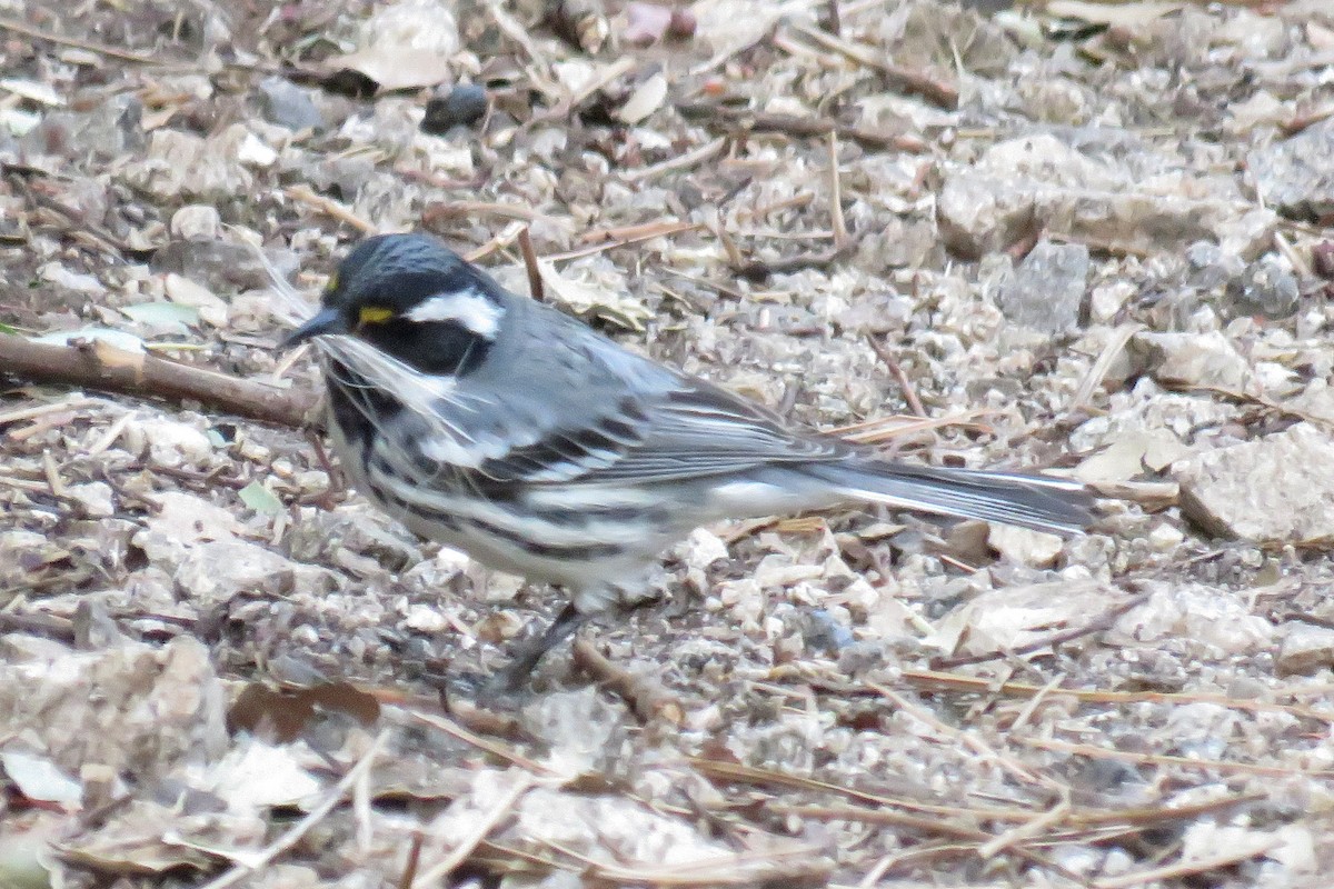 Black-throated Gray Warbler - ML564786901