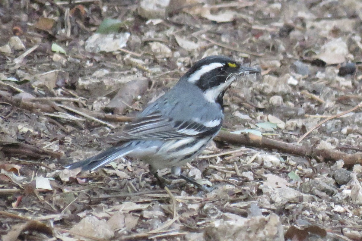 Black-throated Gray Warbler - ML564786911