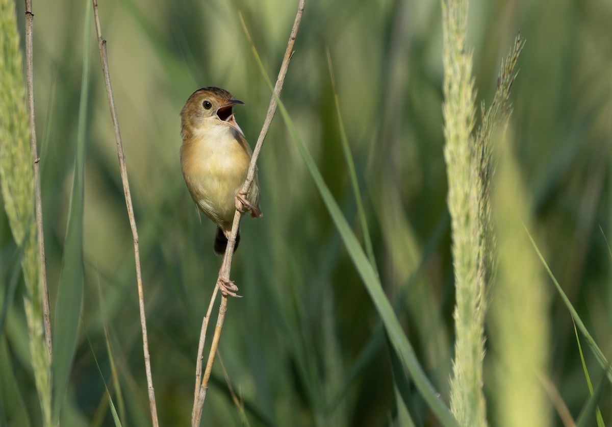 Golden-headed Cisticola - ML564786921