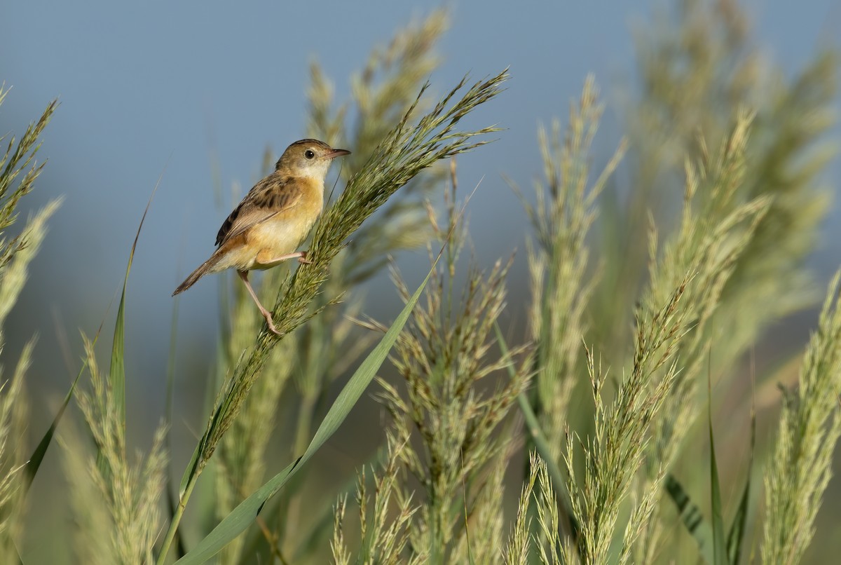 Golden-headed Cisticola - ML564786931