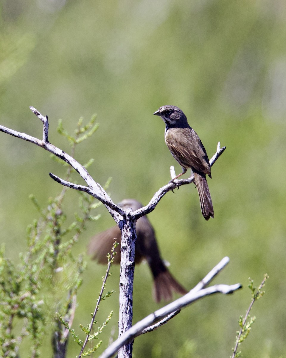Bell's Sparrow - ML564787081