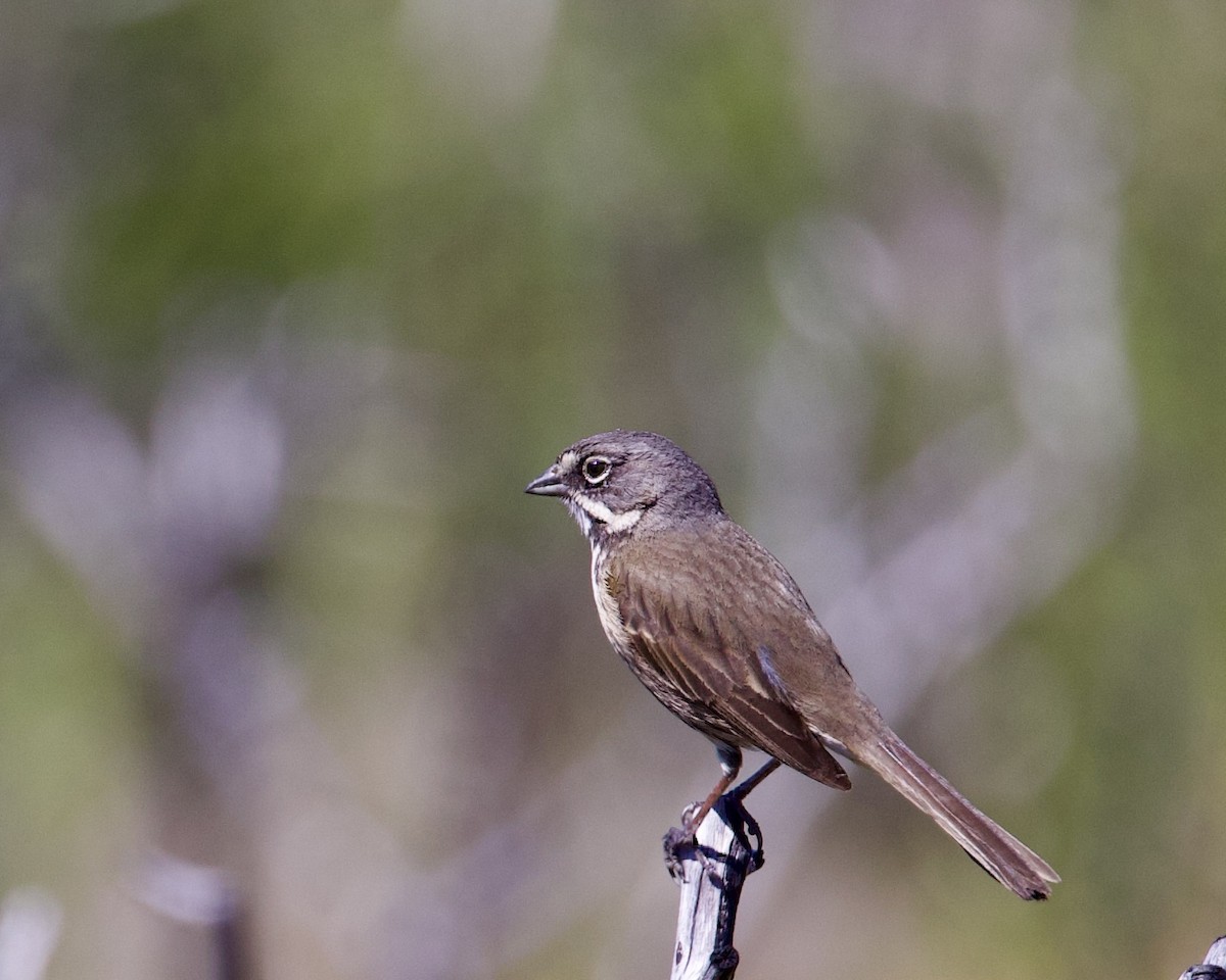 Bell's Sparrow - ML564787091