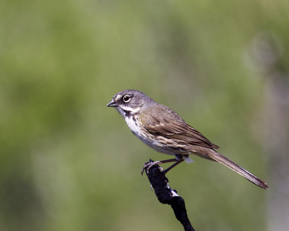 Bell's Sparrow - ML564787141