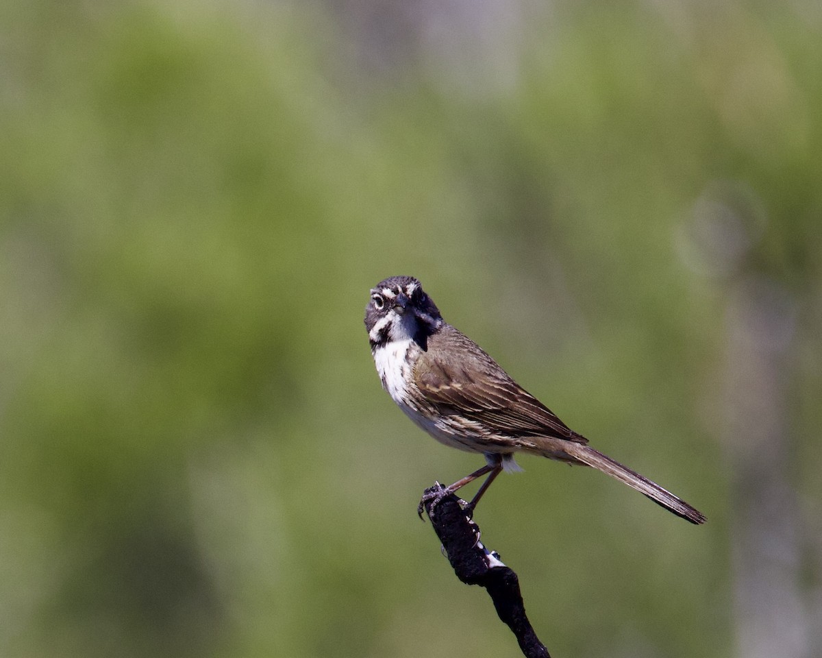 Bell's Sparrow - ML564787171