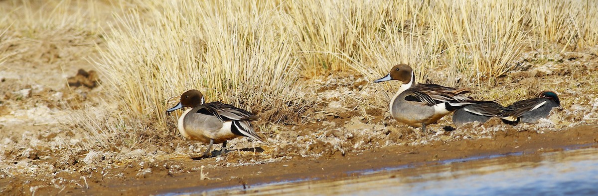 Northern Pintail - ML564787331