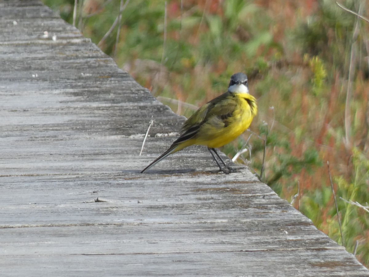 Western Yellow Wagtail (iberiae) - ML564787631