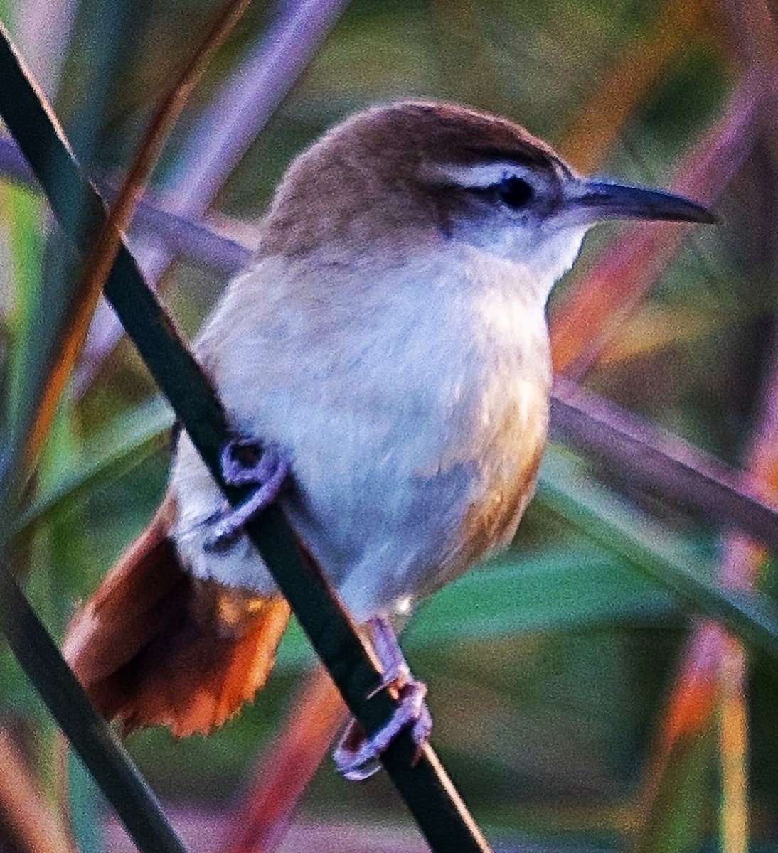 Curve-billed Reedhaunter - Scott Rauland