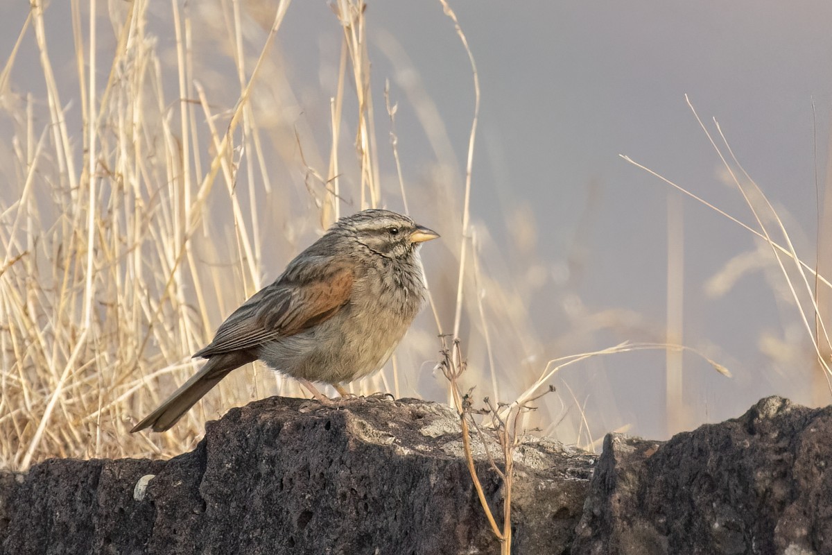 Striolated Bunting - Kalpesh Krishna