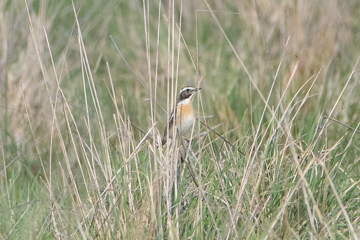 Whinchat - ML564791891