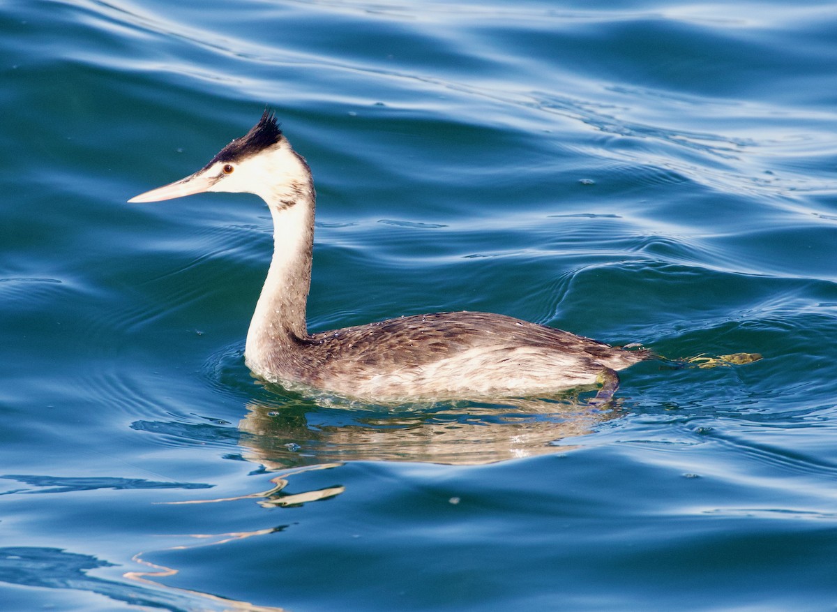 Great Crested Grebe - ML564792081