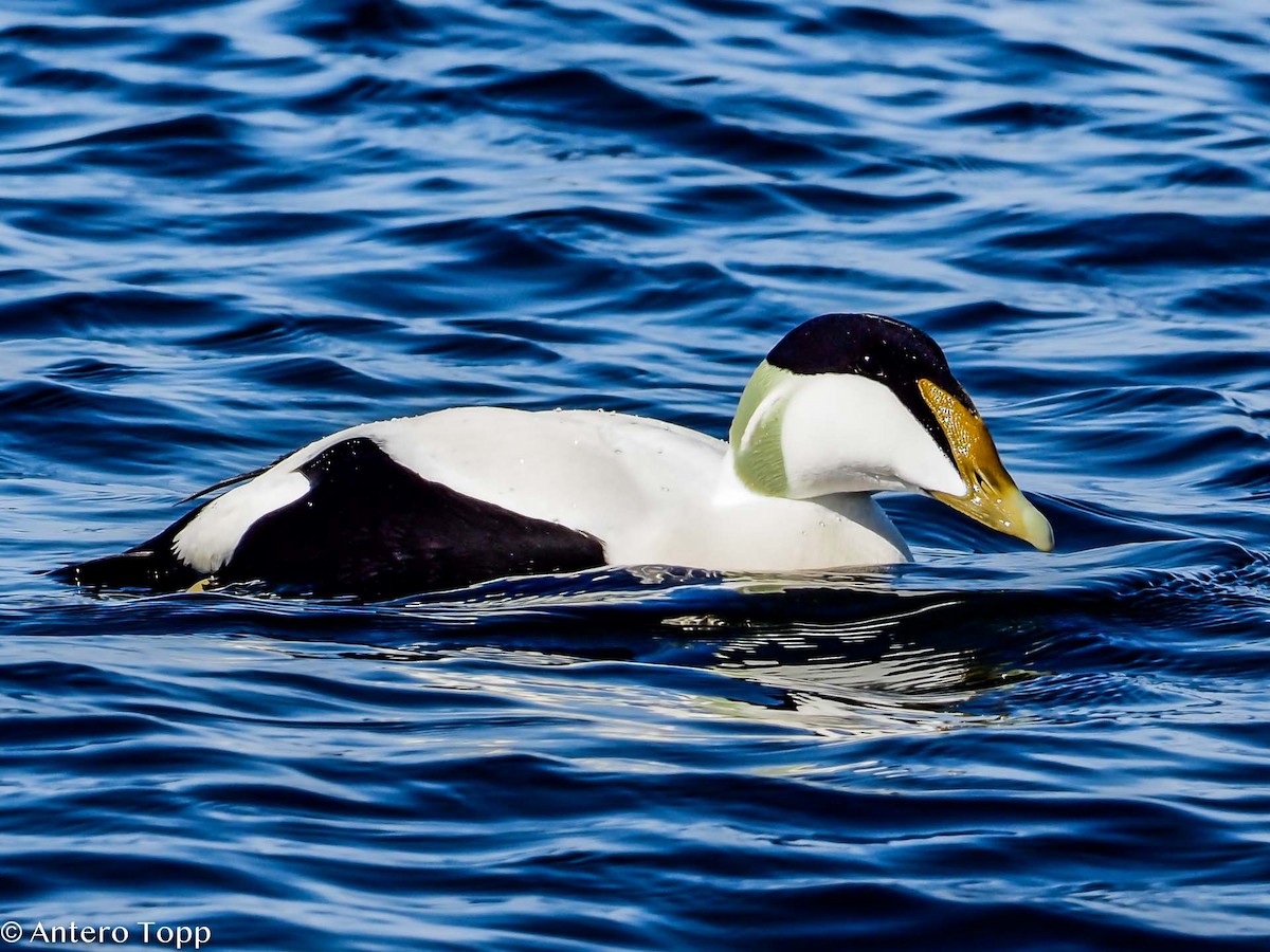 Common Eider - ML564792231