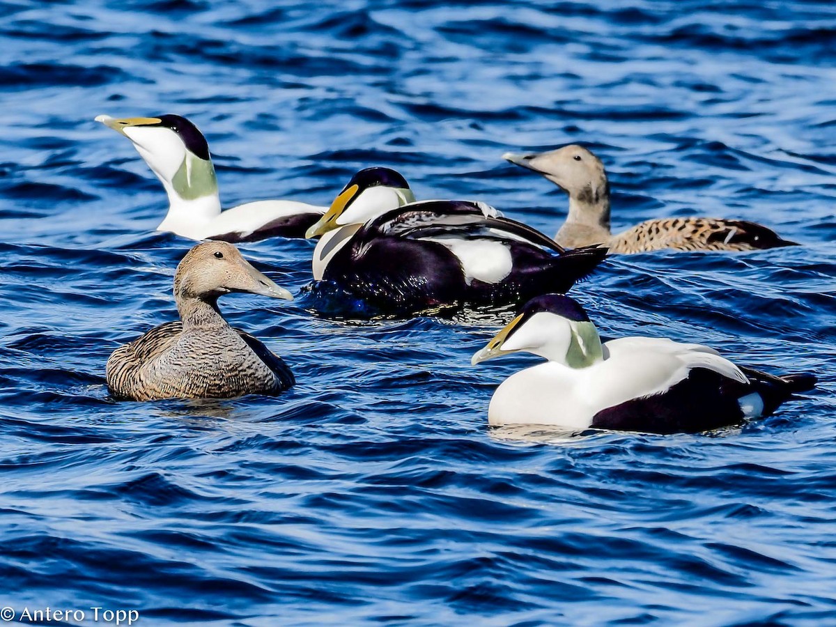 Common Eider - Antero Topp