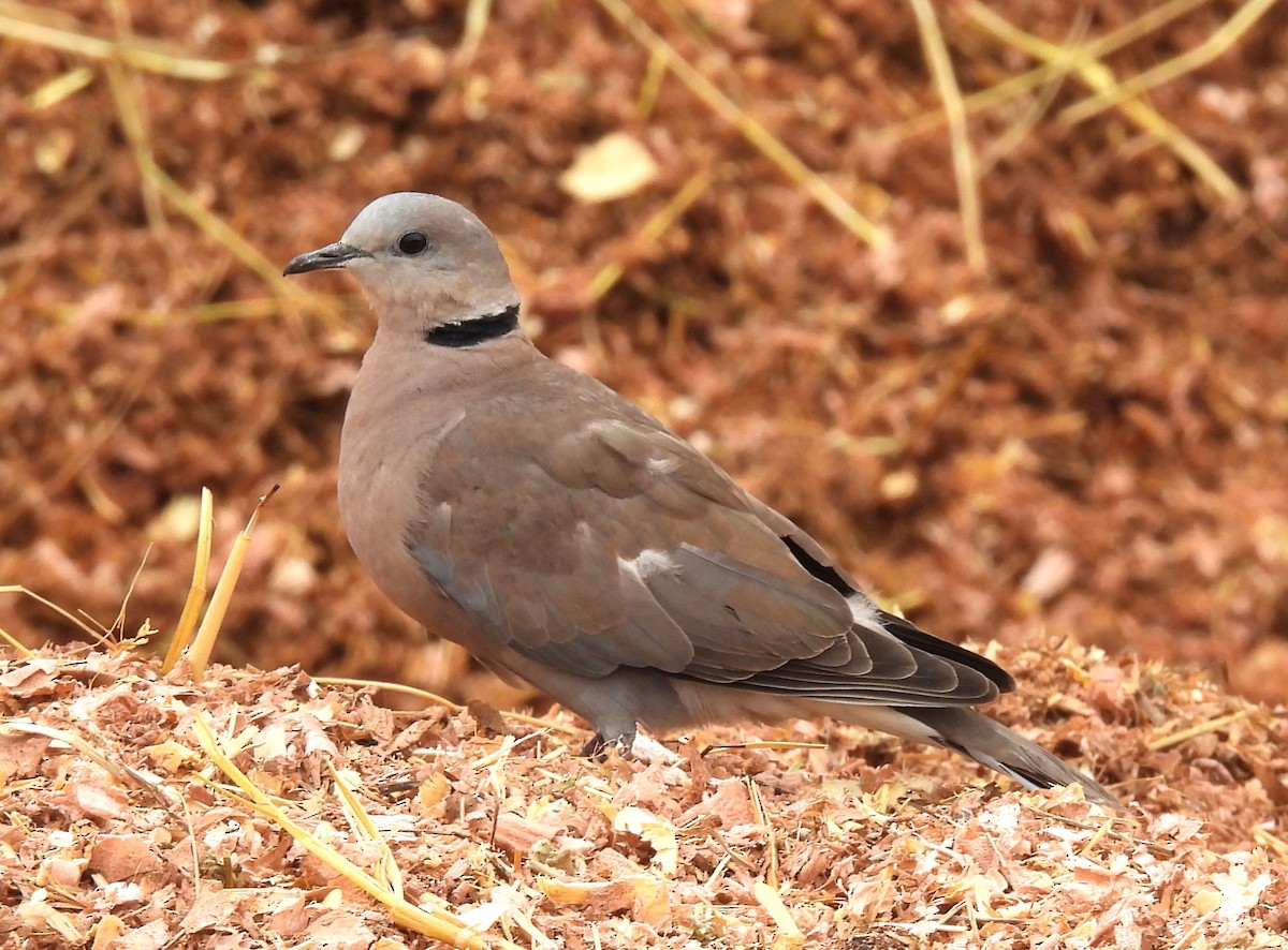 Red Collared-Dove - Scott Weaver