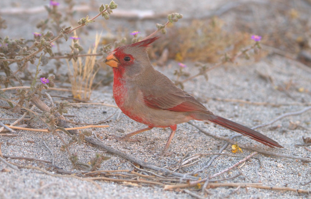 Pyrrhuloxia - ML564792631
