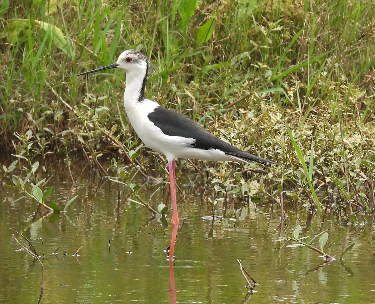 Black-winged Stilt - ML564792761