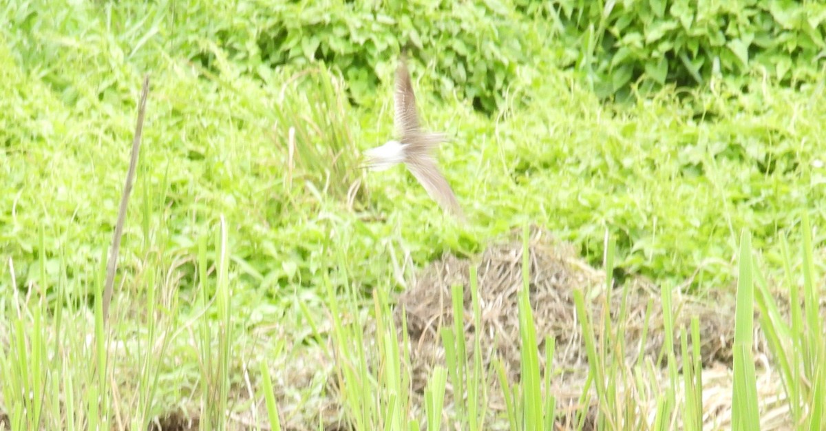 Common Redshank - Scott Weaver