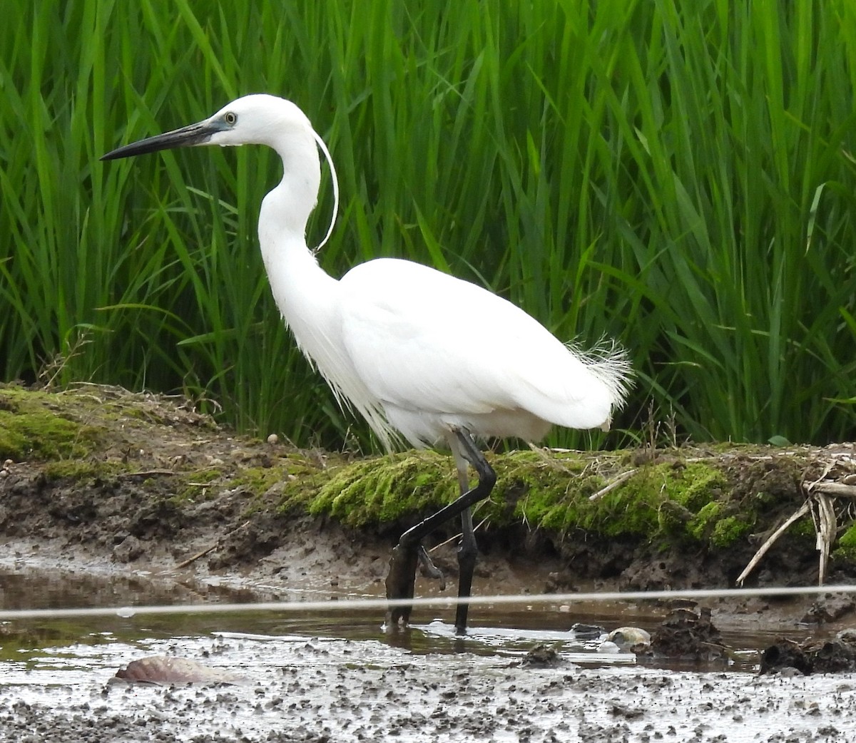 Little Egret - ML564792901