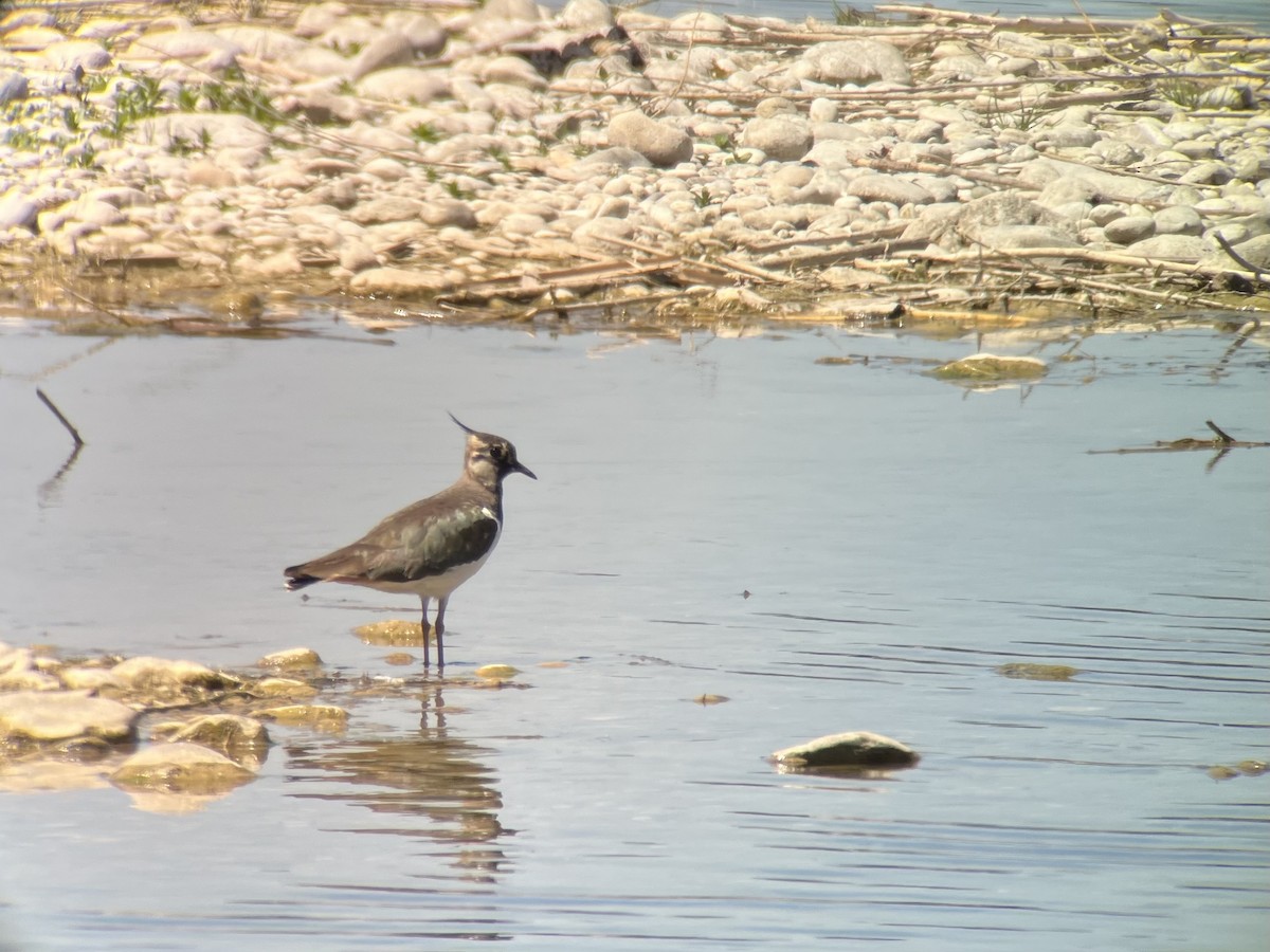 Умардын хавтгаалж - ML564792921