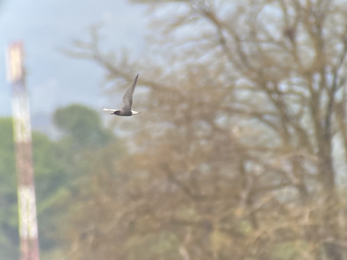 Хилэн хараалай - ML564792951