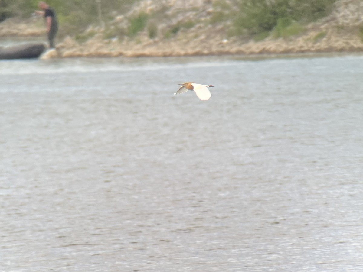 Squacco Heron - ML564792971