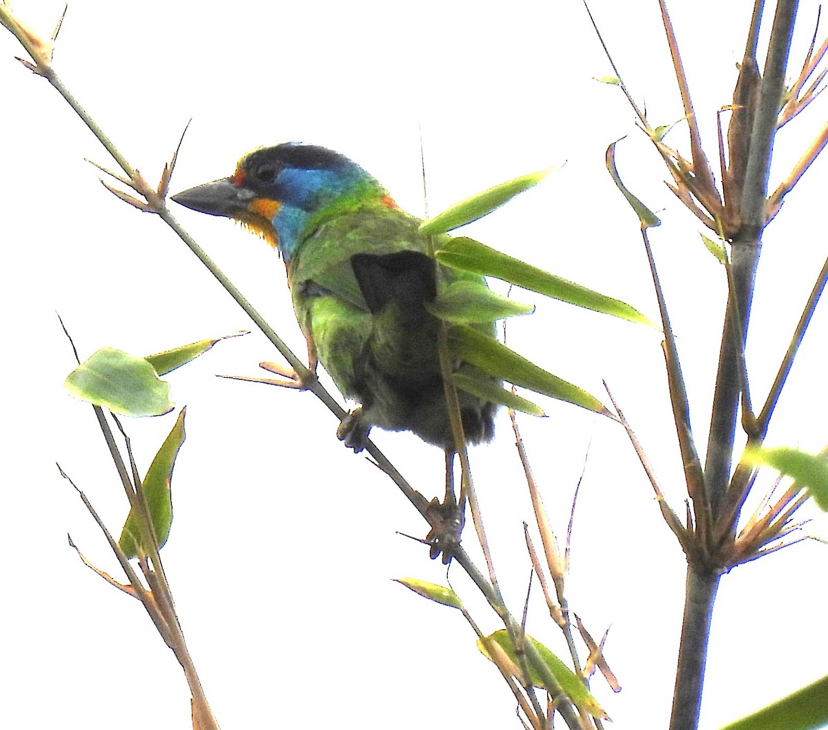 Taiwan Barbet - Scott Weaver