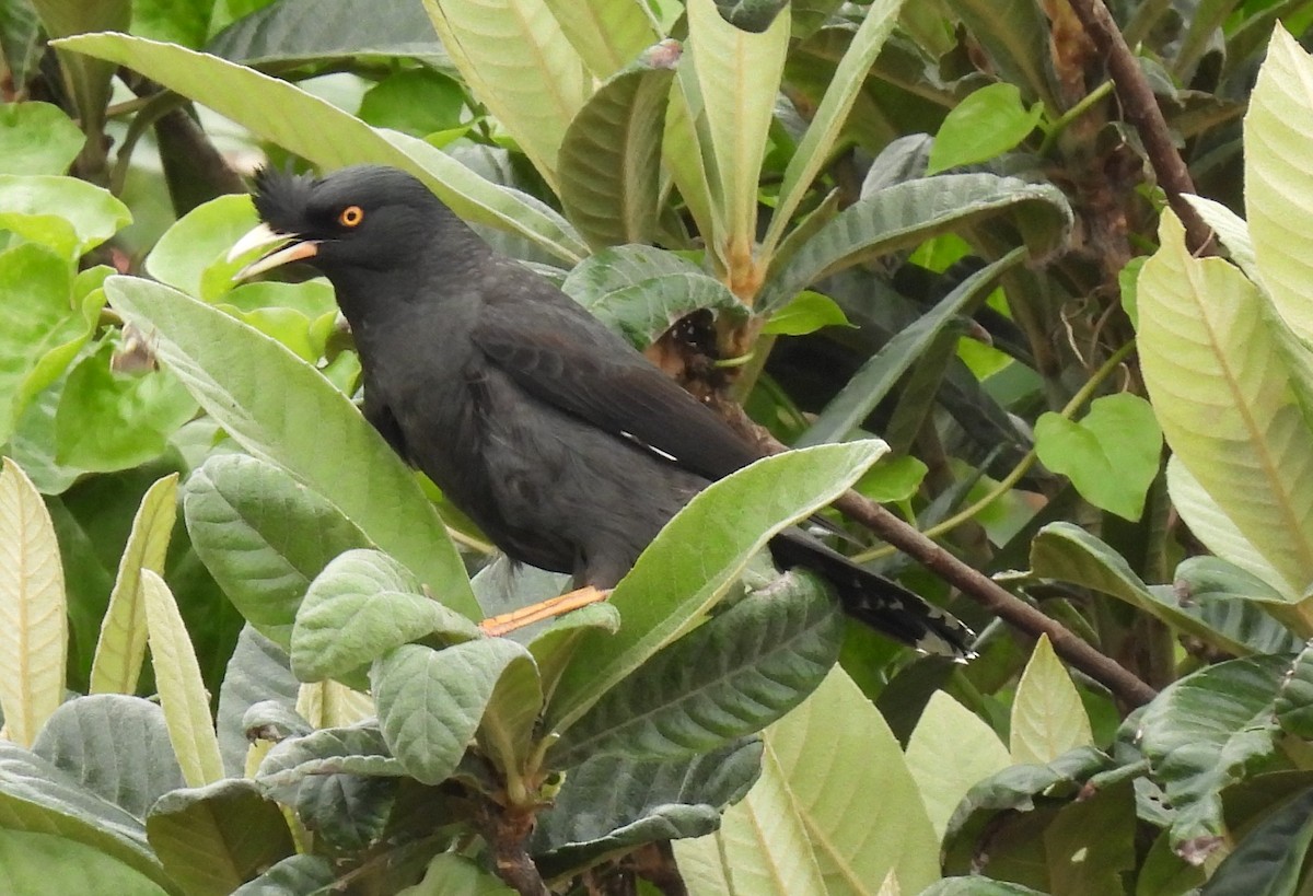 Crested Myna - ML564793031