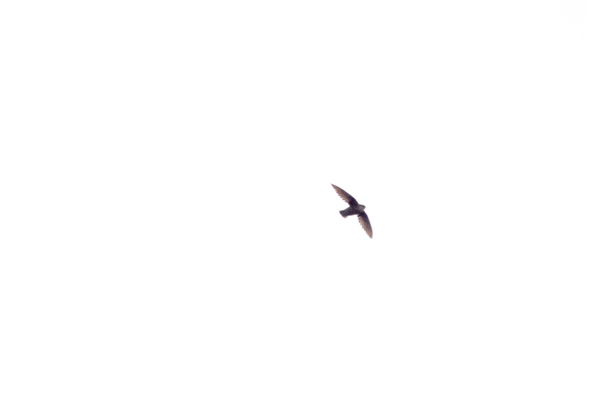 Chimney Swift - ML564793041