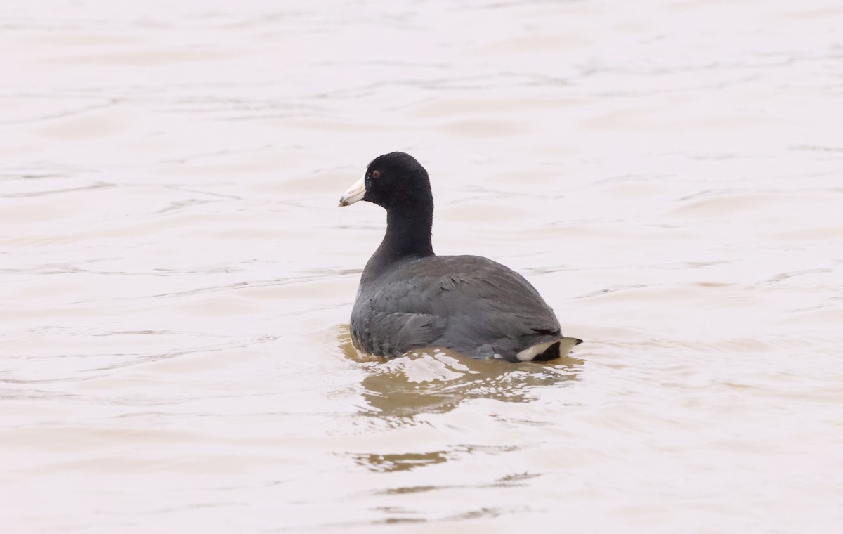 American Coot - ML564793071