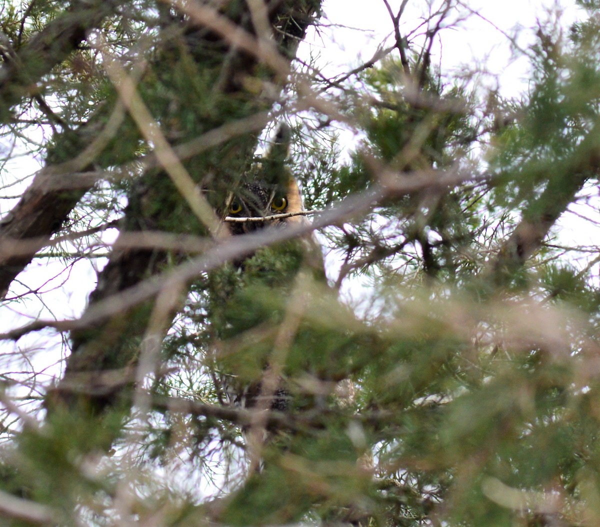 Long-eared Owl - ML56479451