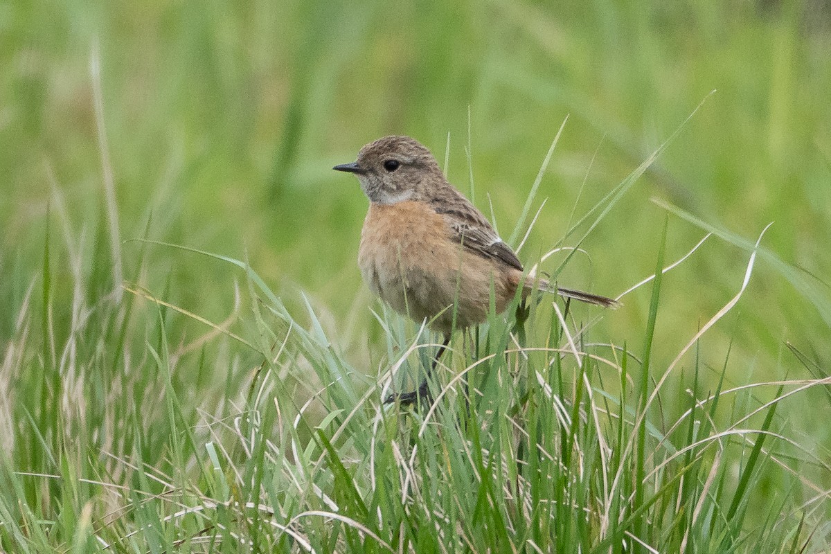 European Stonechat - ML564794521