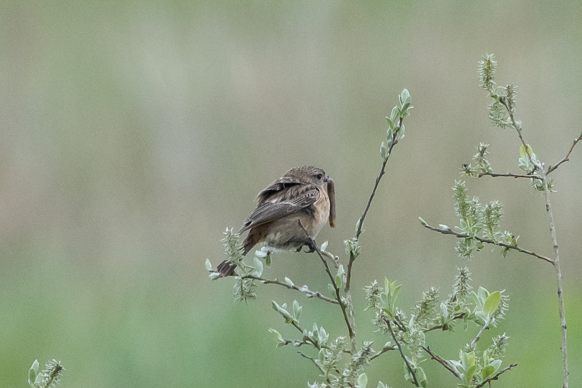 European Stonechat - ML564794661