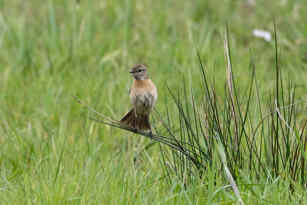 European Stonechat - ML564794671