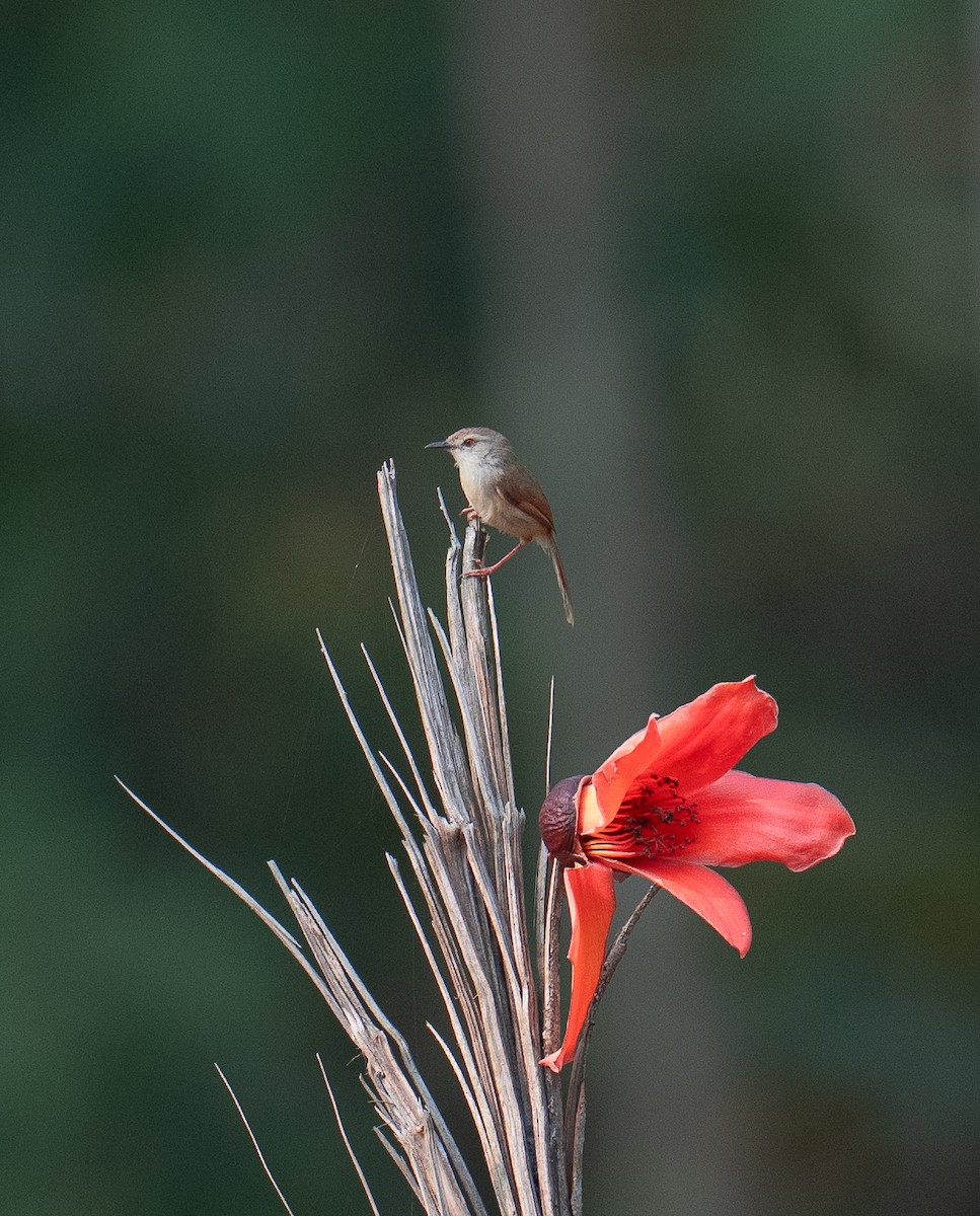 Rufescent Prinia - ML564795381