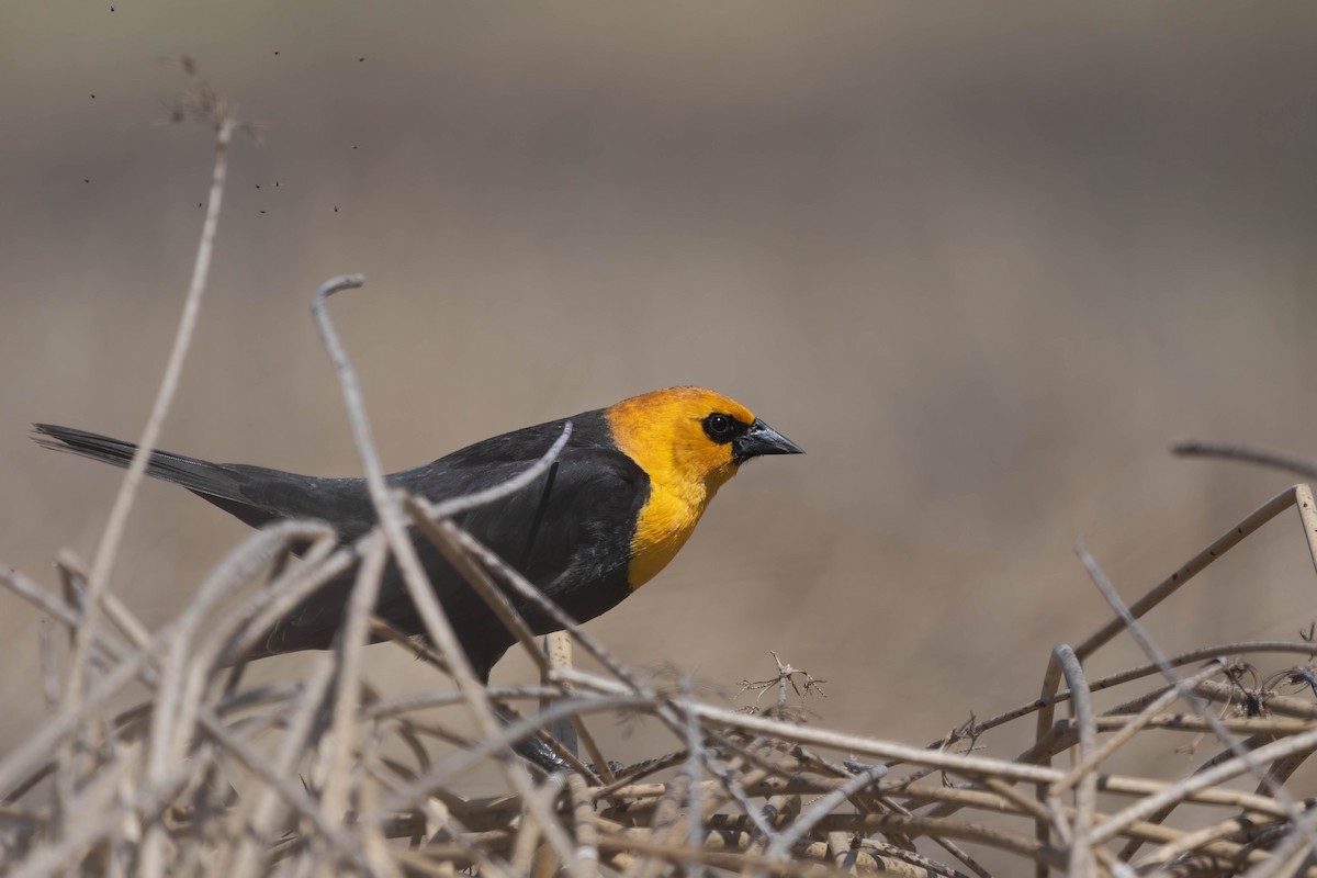 Yellow-headed Blackbird - ML564795941