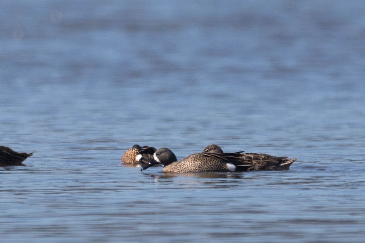Blue-winged Teal - ML564796221