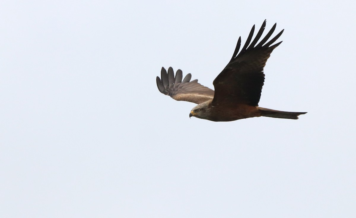 黑鳶 - ML564796561