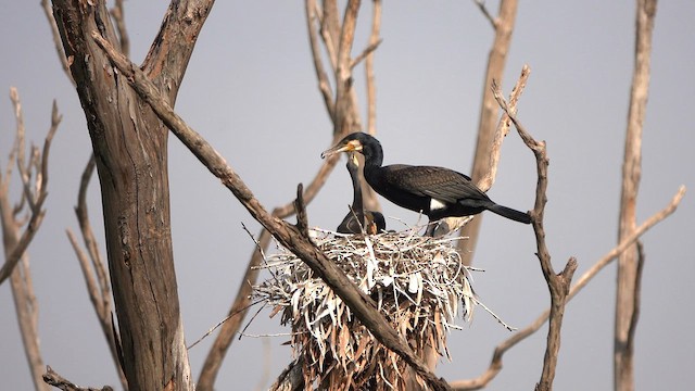 Great Cormorant - ML564796571