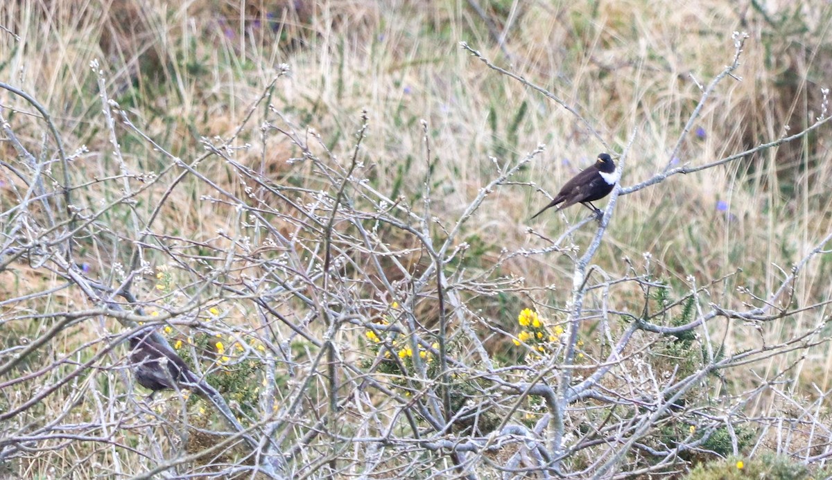 Ring Ouzel (Northern) - ML564796581