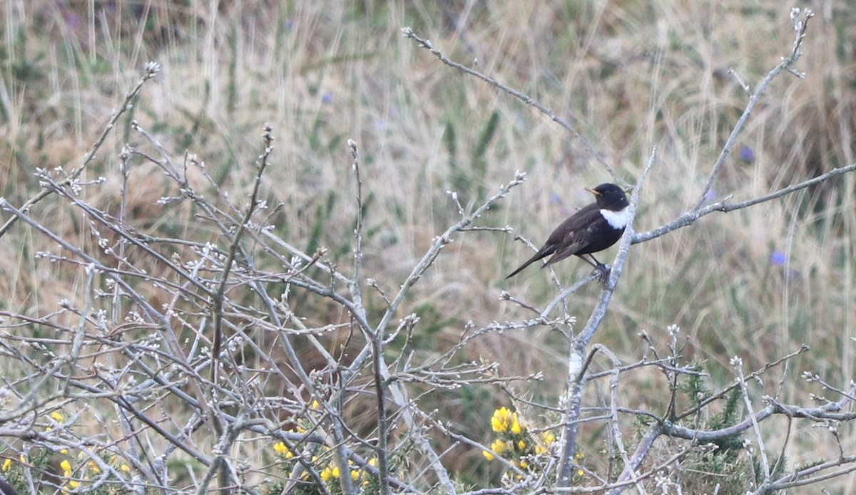 Ring Ouzel (Northern) - ML564796601