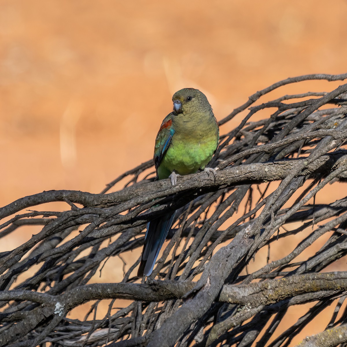 Mulga Parrot - ML564796851