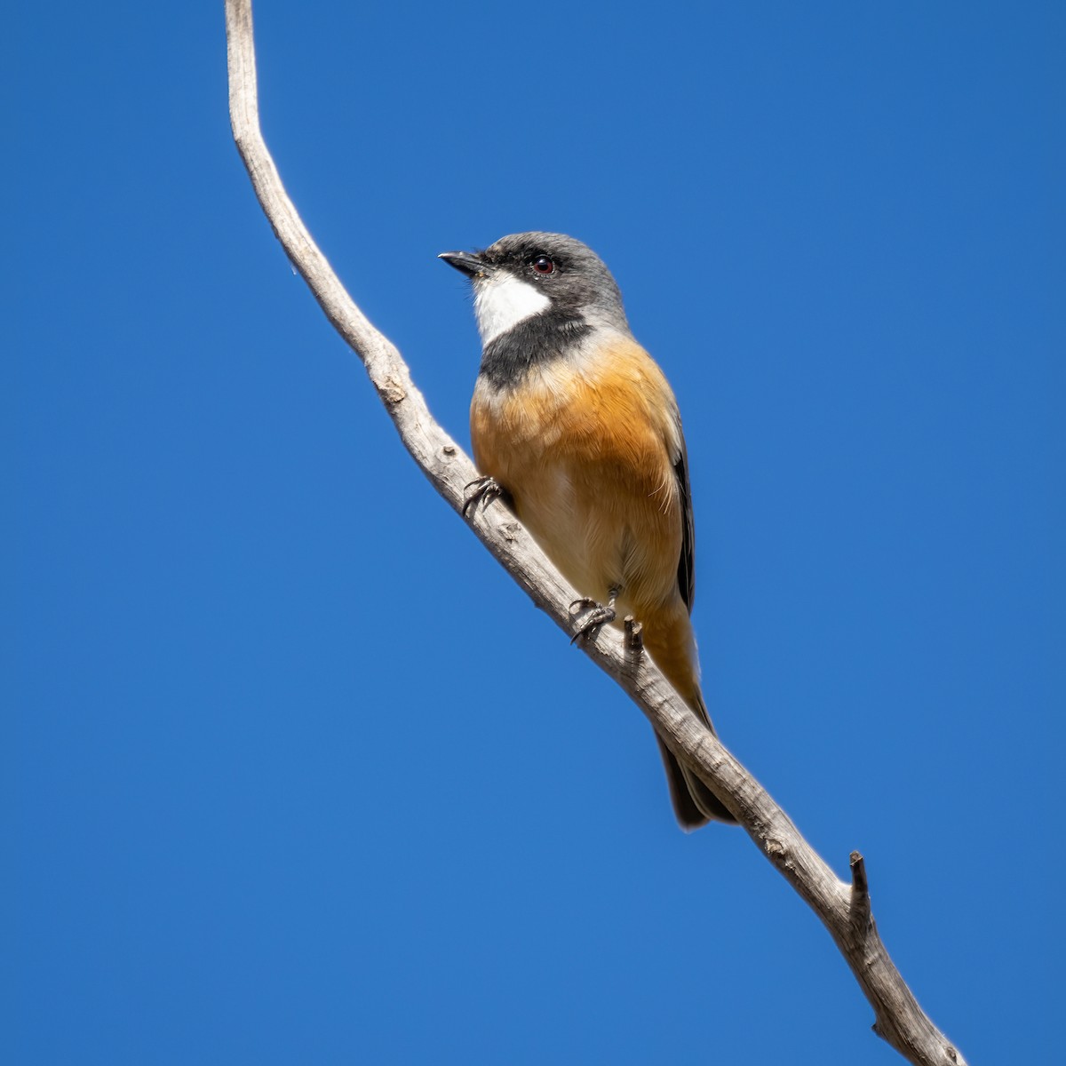 Rufous Whistler - ML564796971